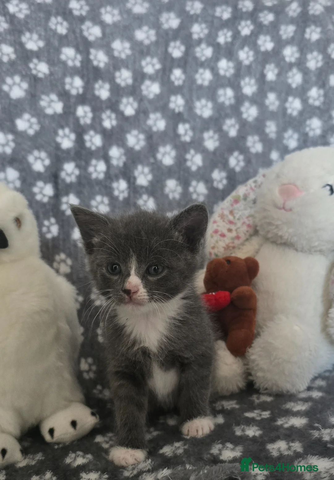 Mixed Breed cats for sale: 4 boys  in Hull - Advert 1