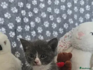 Mixed Breed cats 4 boys - Advert 8