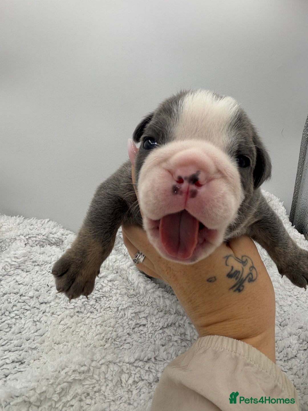 English Bulldog dogs for sale: 10 British Bulldog puppies 🐶  - Image 11