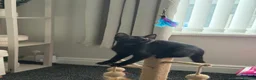 Mixed Breed cats for sale: 17 week old kitten in Widnes - Advert 3