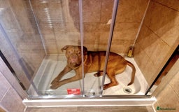 Mixed Breed dogs for sale: Urgent !! Dogue de bordeux Bruce  - Image 4