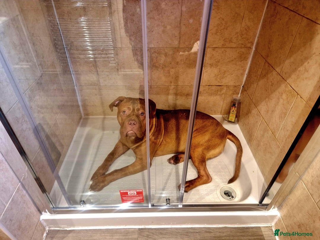 Mixed Breed dogs for sale: Urgent !! Dogue de bordeux Bruce  - Image 4