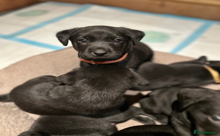 Labrador Retriever dogs Black Labrador puppies, KC reg  - Advert 2