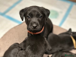 Labrador Retriever dogs Black Labrador puppies, KC reg - Advert 2