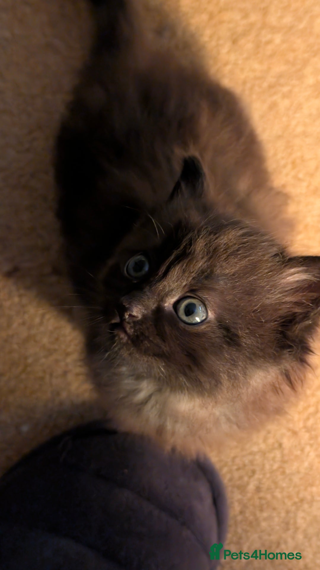 Ragdoll cats for sale: Beautiful Playful Ragdoll Kittens - Advert 23