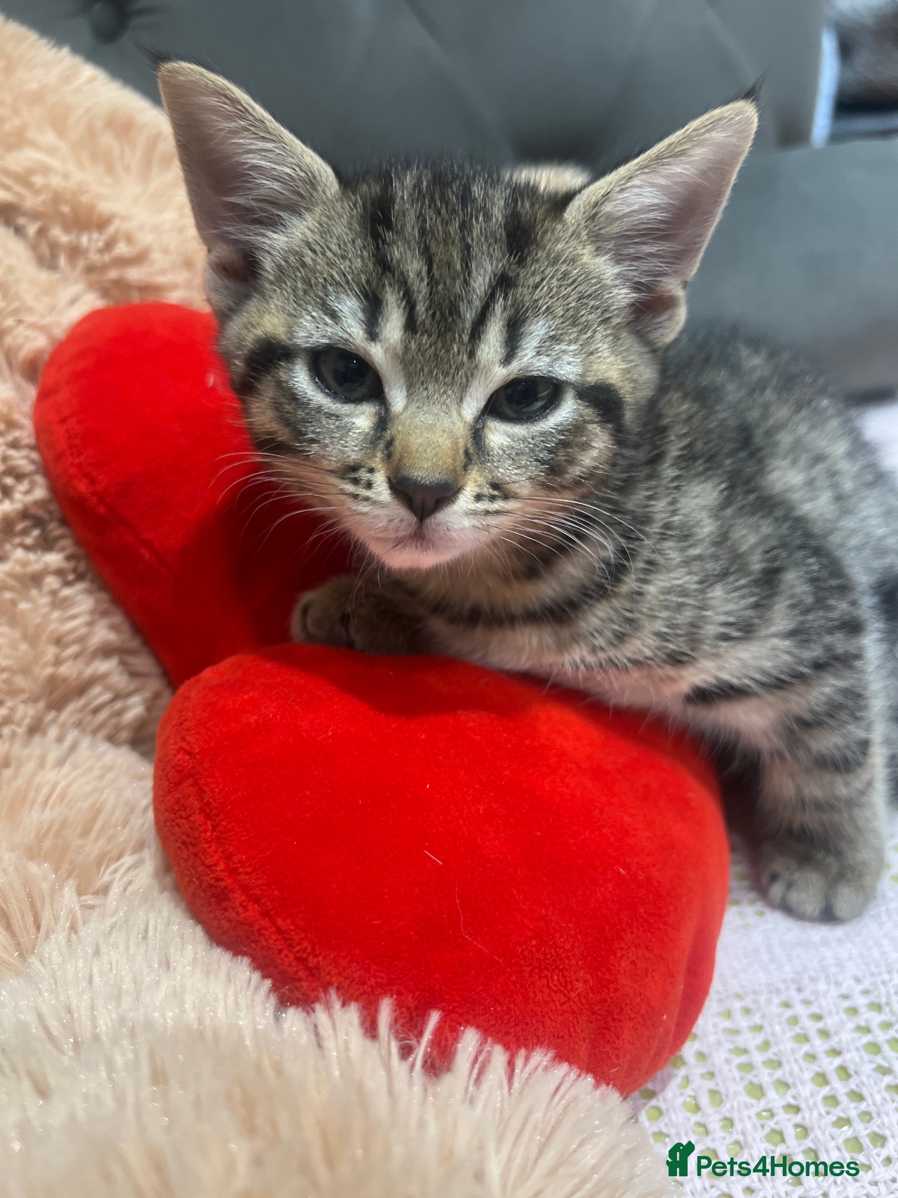 Mixed Breed cats Beautiful kittens available  - Advert 2