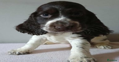 Cocker Spaniel dogs - Advert 14