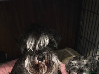 Miniature Schnauzer dogs Charming Mini Schnauzers with KC registration - Advert 6