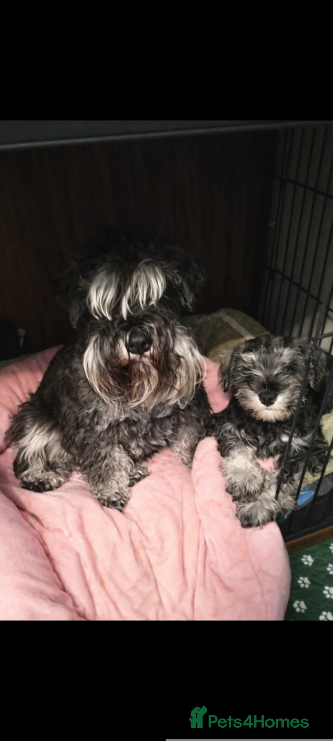 Miniature Schnauzer dogs for sale: Charming Mini Schnauzers with KC registration - Advert 8