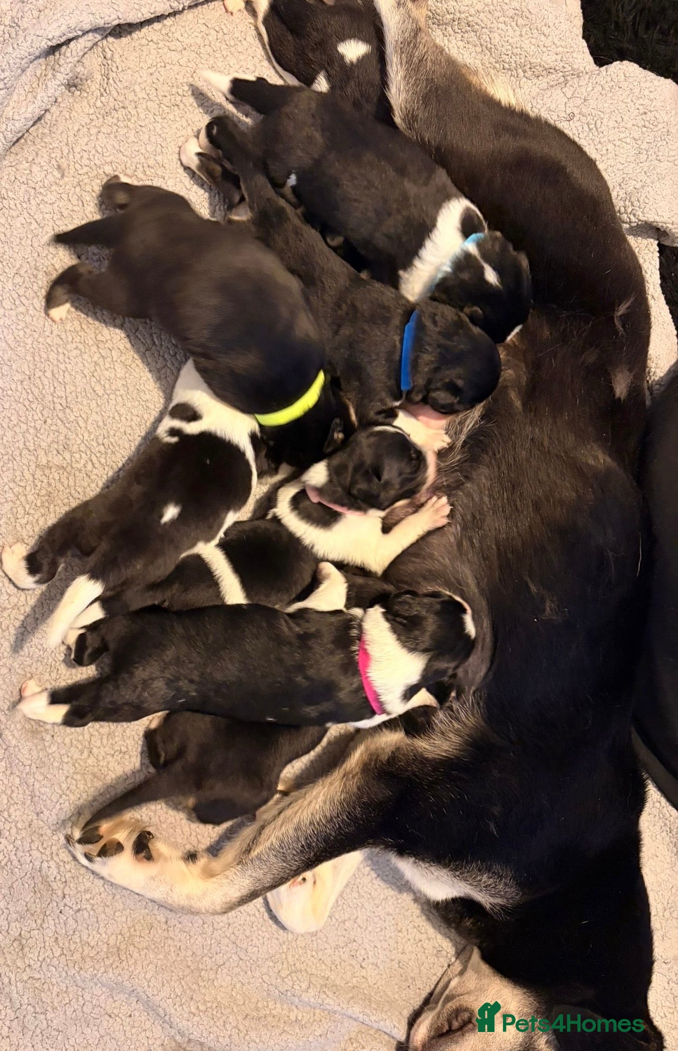Mixed Breed dogs Border collie mix pups - Advert 4
