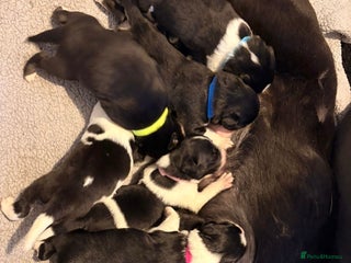 Mixed Breed dogs Border collie mix pups - Advert 3