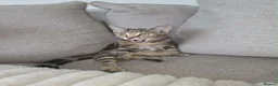 Mixed Breed cats for sale: Kitten for sale - Advert 4
