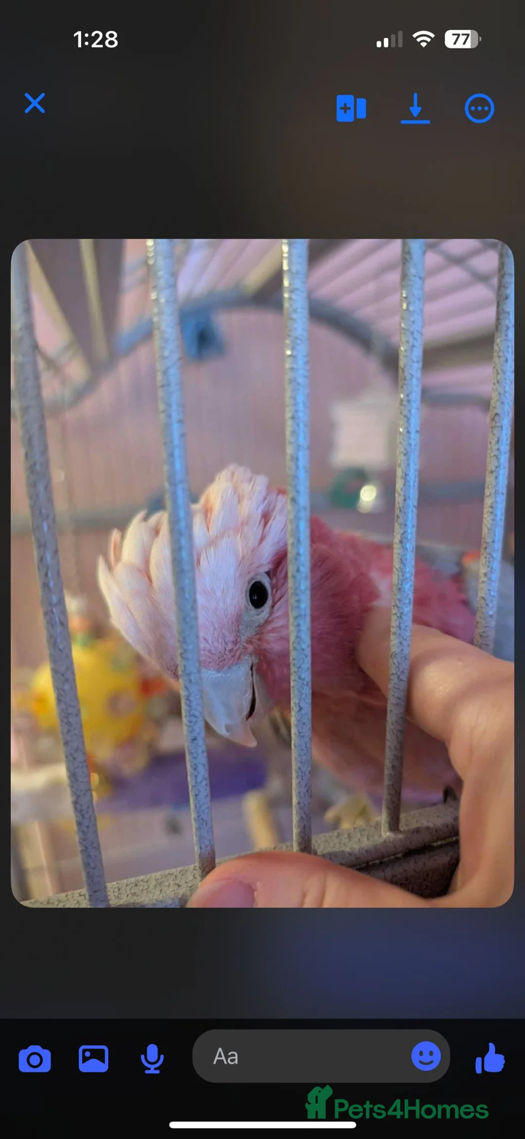 Cockatoo birds for sale: Kenny Friendly Hand Tame Galah - Advert 8