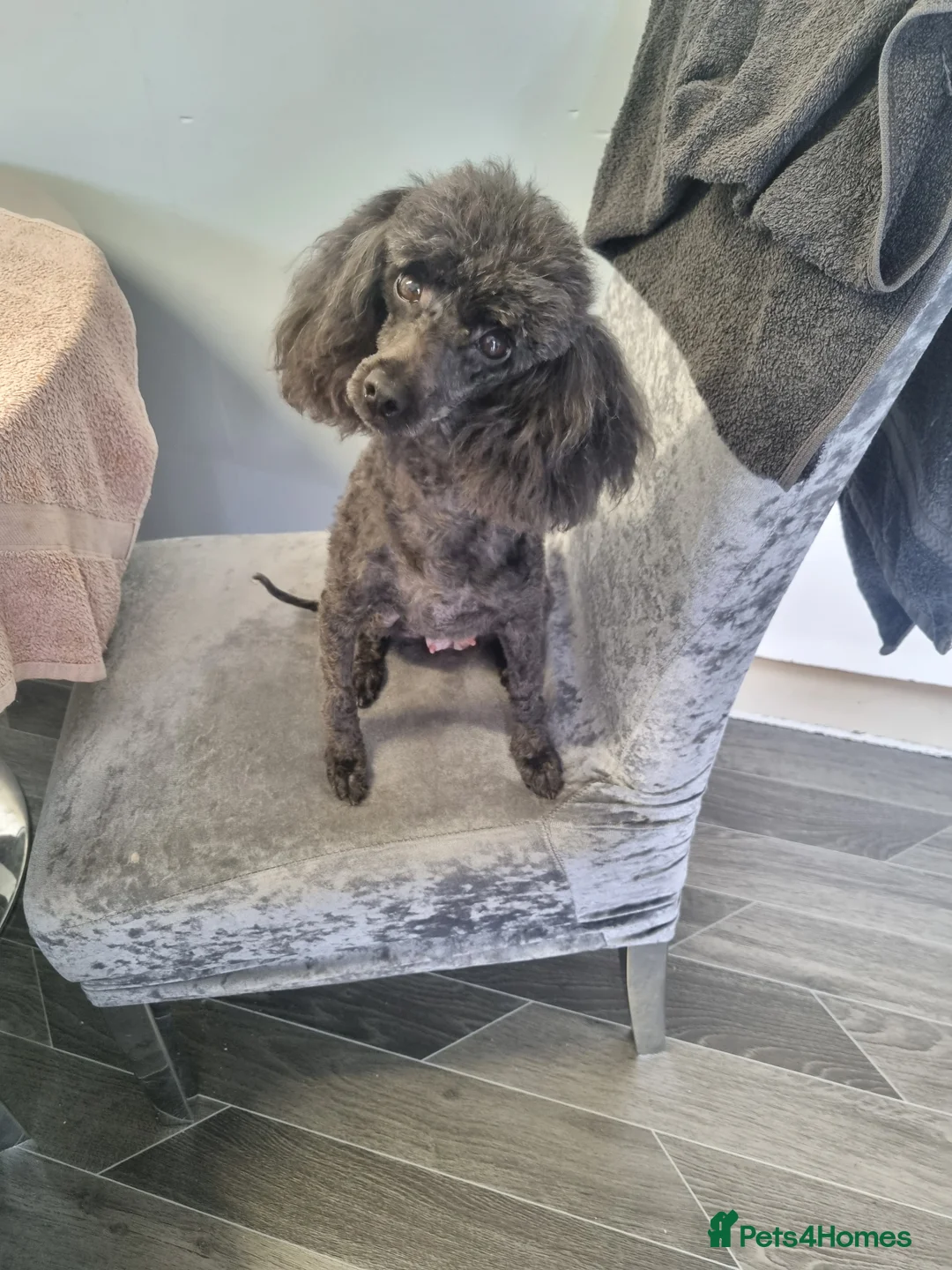 Poodle dogs for sale: Black poodle boy  - Advert 11