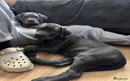 Mixed Breed dogs for sale: Last two mastiff pups available  - Advert 6