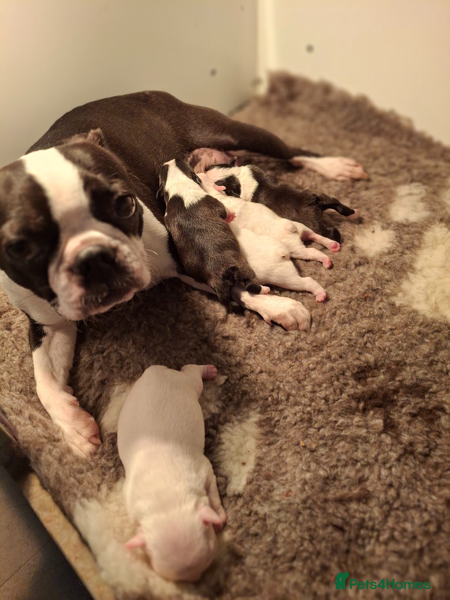 Boston Terrier dogs 5 Stunning Boston Terriers Boys - Advert 1