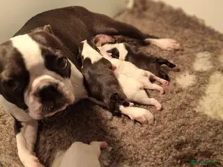 Boston Terrier dogs 5 Stunning Boston Terriers Boys - Advert 4