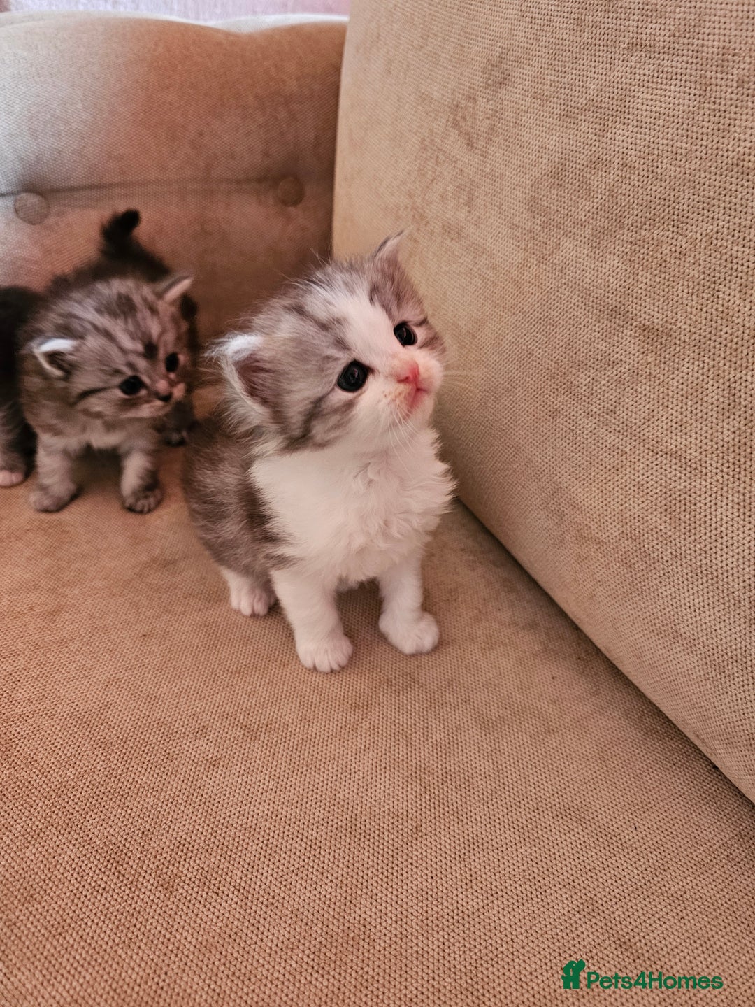 Mixed Breed cats for sale: Persian Chinchilla Cross Kittens - Image 29