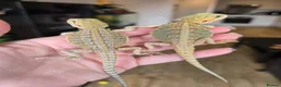 Bearded Dragon reptiles for sale: Baby Bearded Dragons - Advert 6