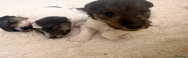 Fox Terrier 2