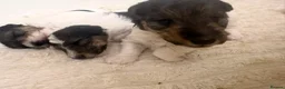 Fox Terrier dogs for sale: Wired fox terrier puppies  - Advert 21