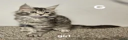 Maine Coon cats for sale: Large Maine Coon kittens regd European bloodline - Advert 12