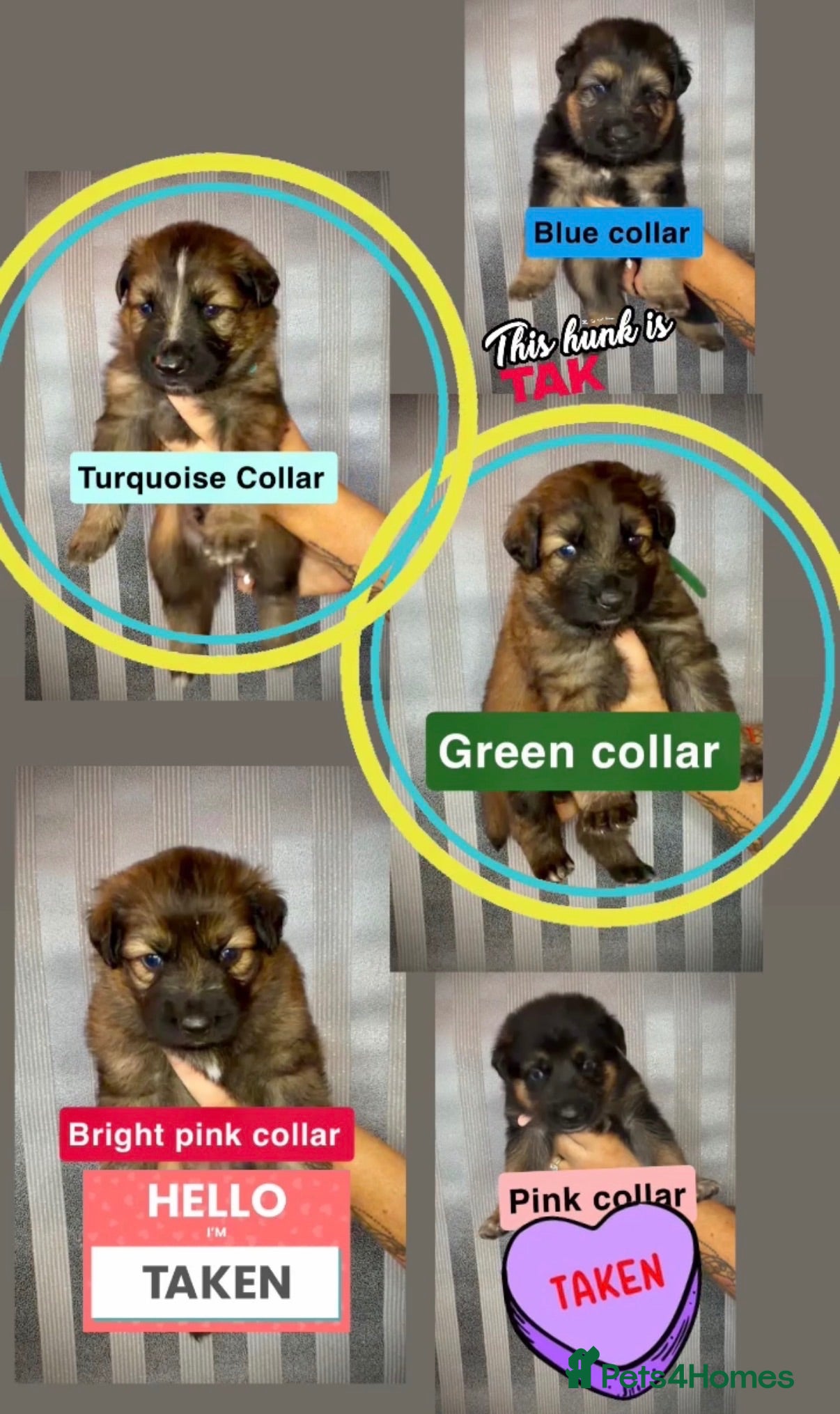 German Shepherd dogs German Shepherd puppies  - Advert 16