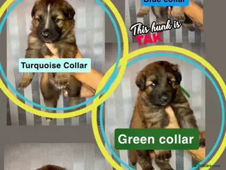 German Shepherd dogs German Shepherd puppies - Advert 16