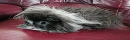 Guinea Pig rodents for sale: Beautiful lunkarya boars  - Advert 3