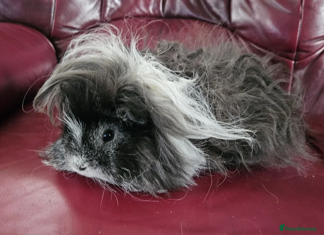 Guinea Pig rodents for sale: Beautiful lunkarya boars  - Advert 3
