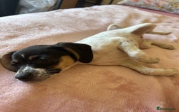 Jack Russell dogs for sale: Jack Russell Girl  - Image 5