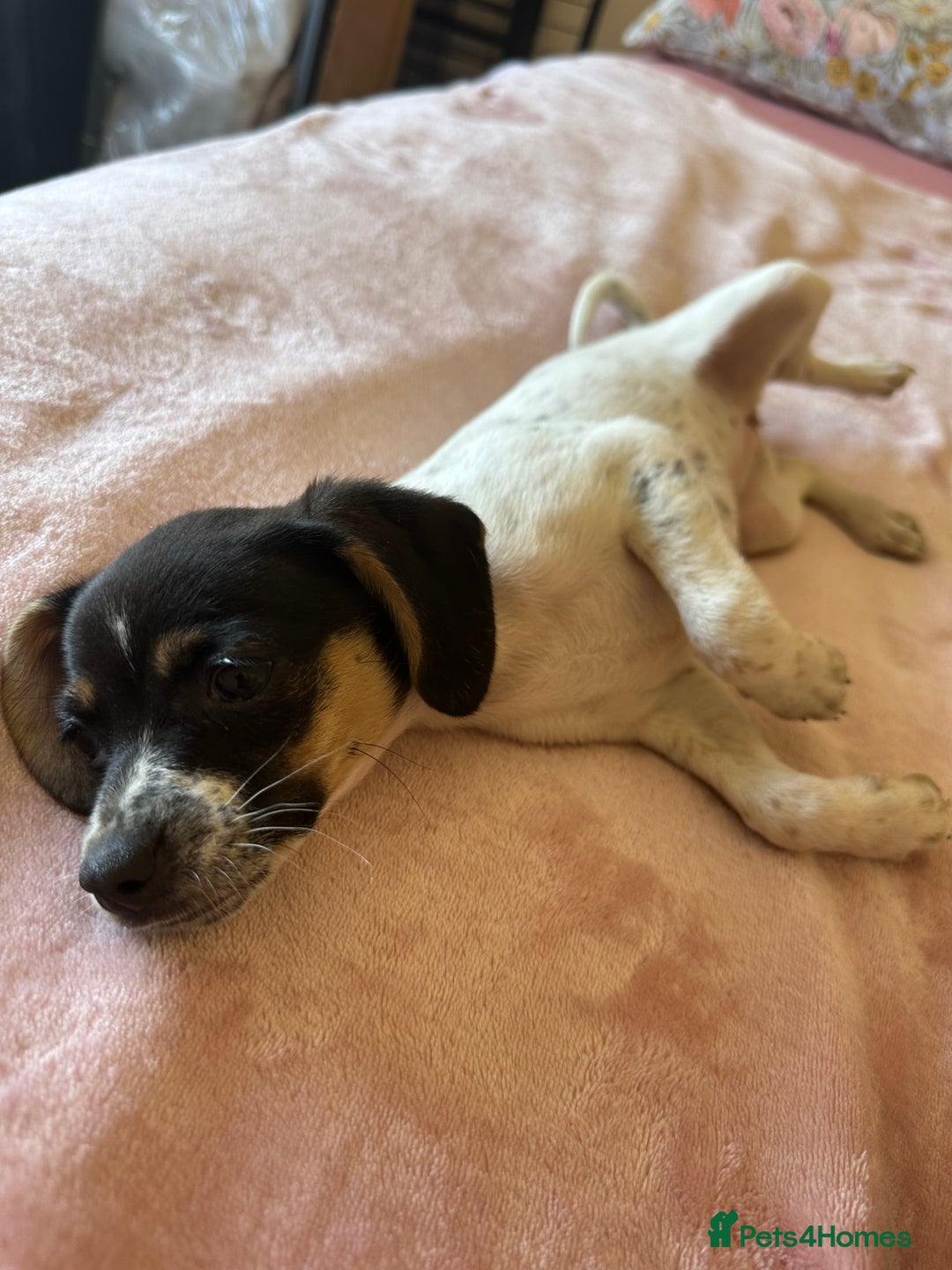 Jack Russell dogs for sale: Jack Russell Girl  - Image 5