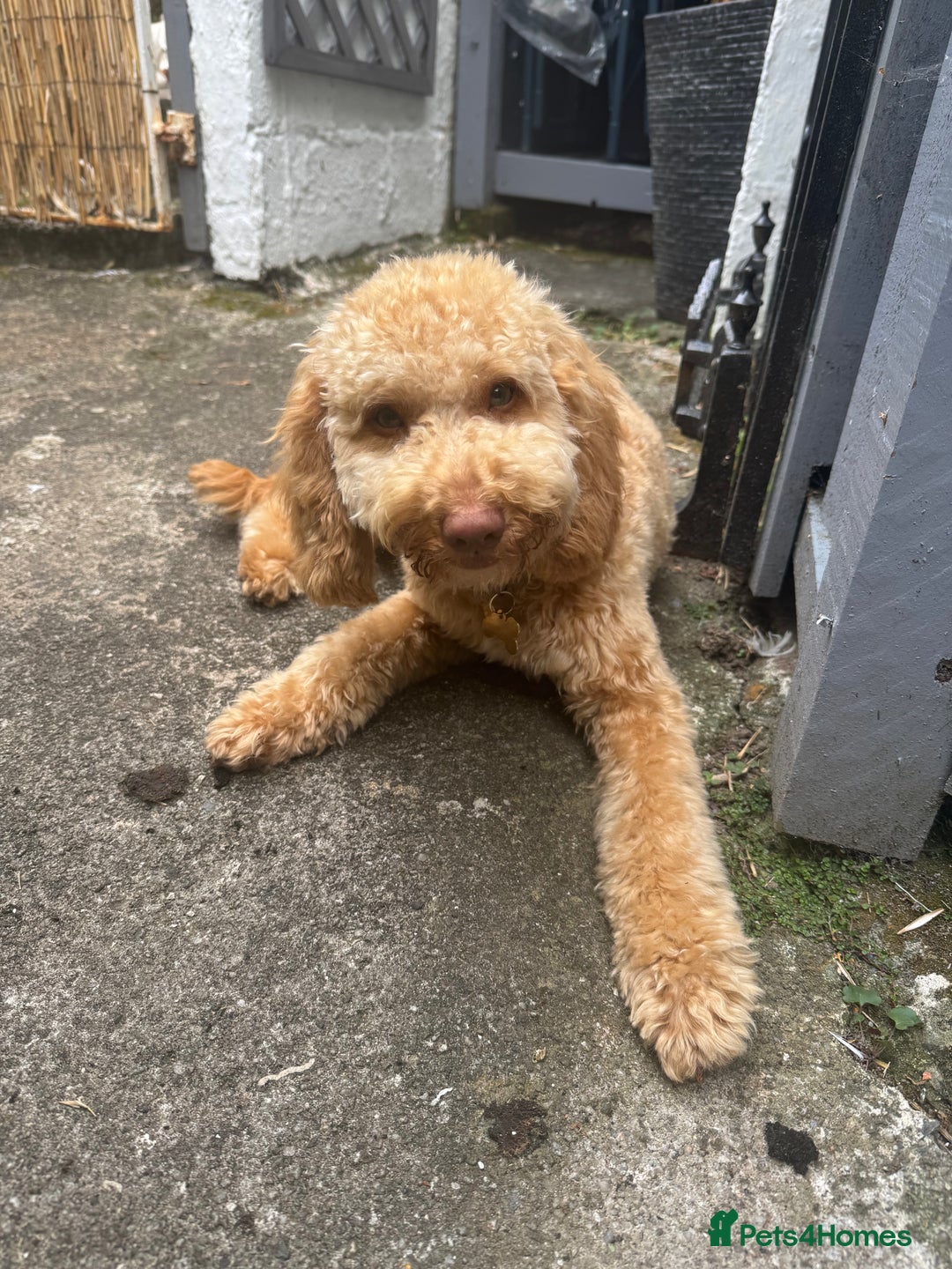 Cockapoo dogs for sale: Make Cockerpoo  - Image 3
