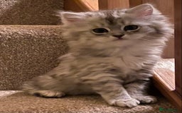 Mixed Breed cats for sale: Beautiful fluffy kittens  - Image 2