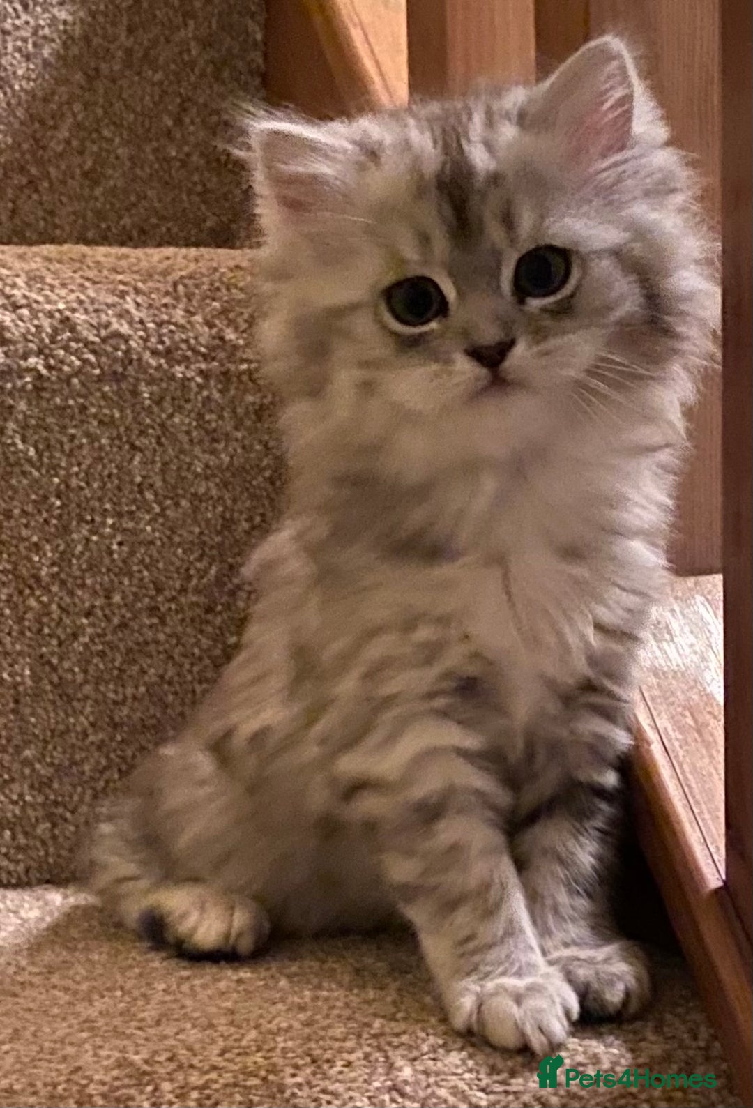 Mixed Breed cats for sale: Beautiful fluffy kittens  - Image 2