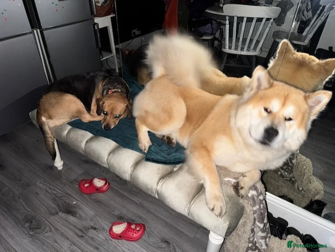 Mixed Breed dogs for sale: Bear // Chakita // Boy 2.8yrs // Blue Tounge - Advert 3