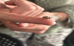 Snails invertebrates for sale: African land snail babies - Image 2
