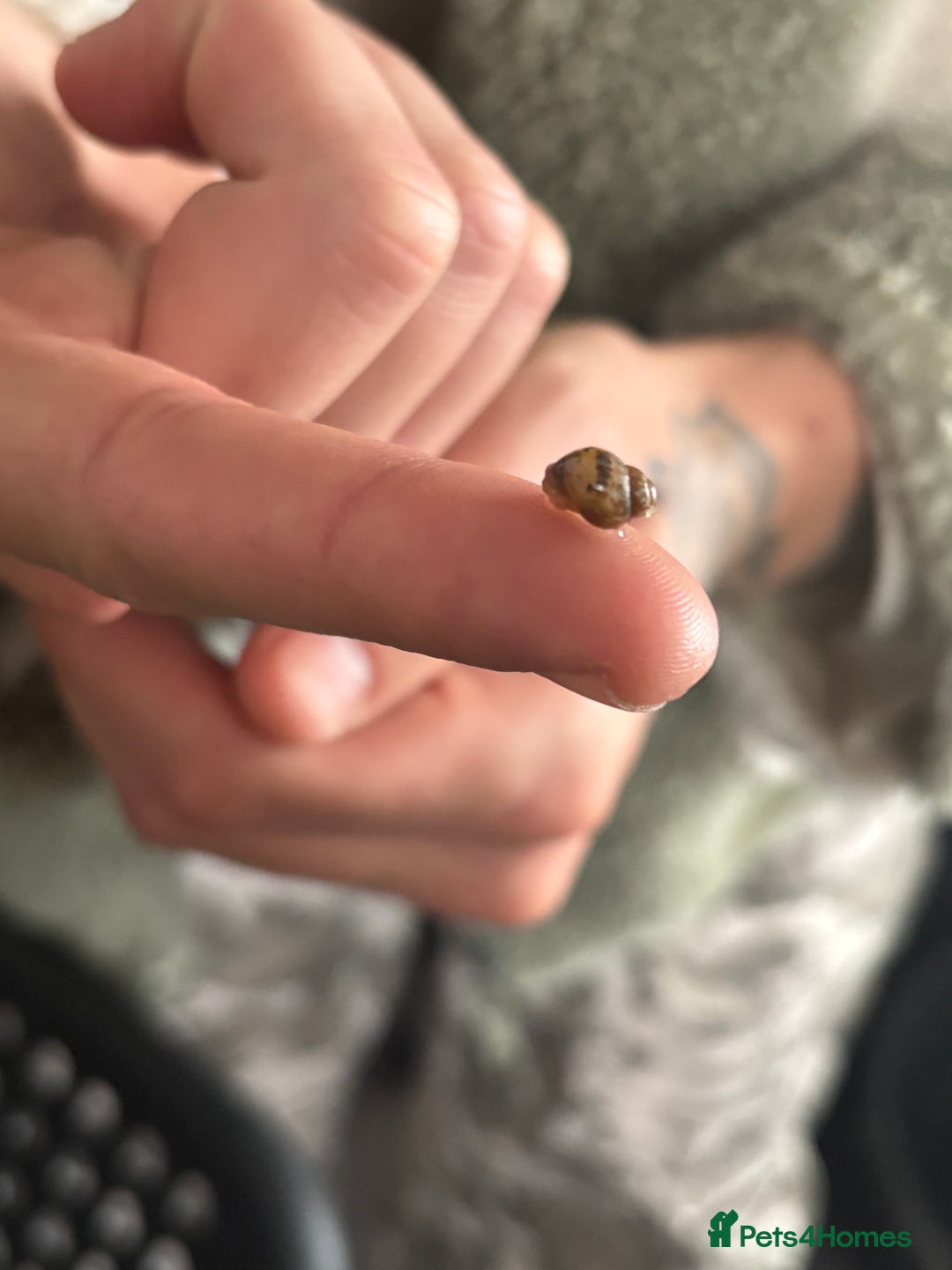 Snails invertebrates for sale: African land snail babies - Image 2