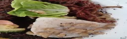 Snails invertebrates for sale: Leptinaria Unilamellata - Advert 3