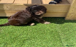 Cockapoo dogs for sale: Choc Merle and Choc Show F1 Cockapoo’s - Image 2