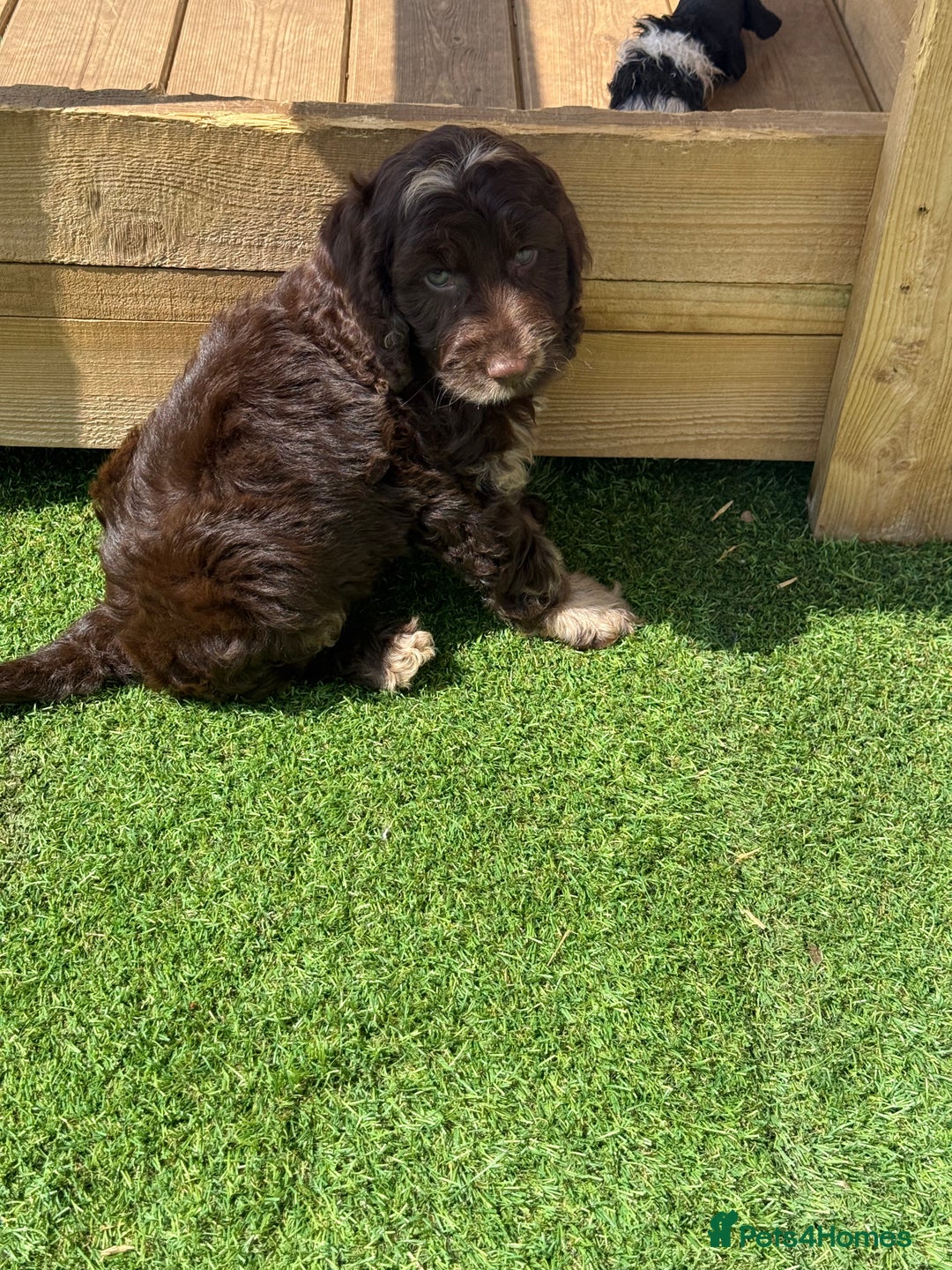 Cockapoo dogs for sale: Choc Merle and Choc Show F1 Cockapoo’s - Image 2