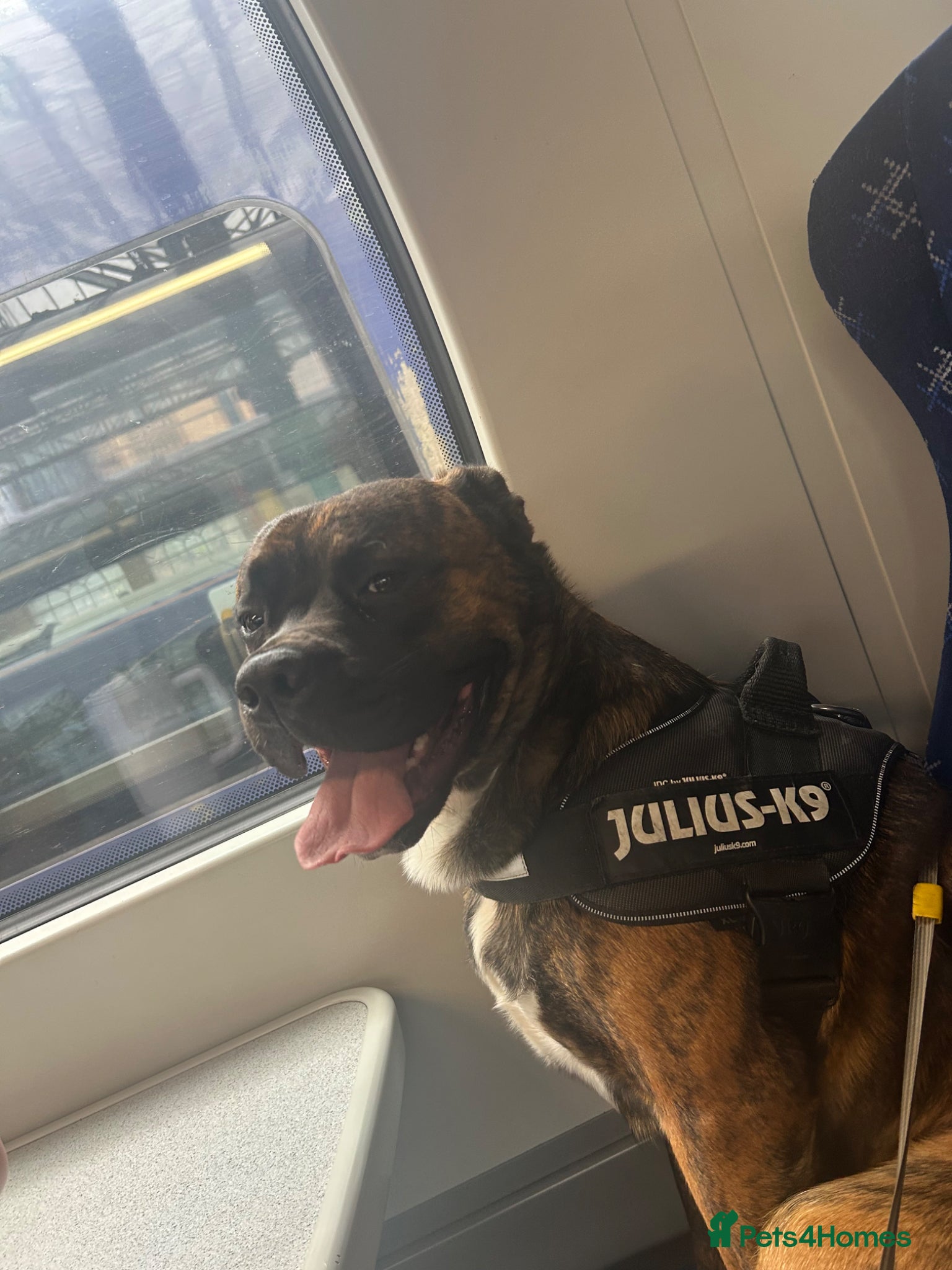 Mixed Breed dogs for sale: Kovu male  in Hamilton - Advert 2