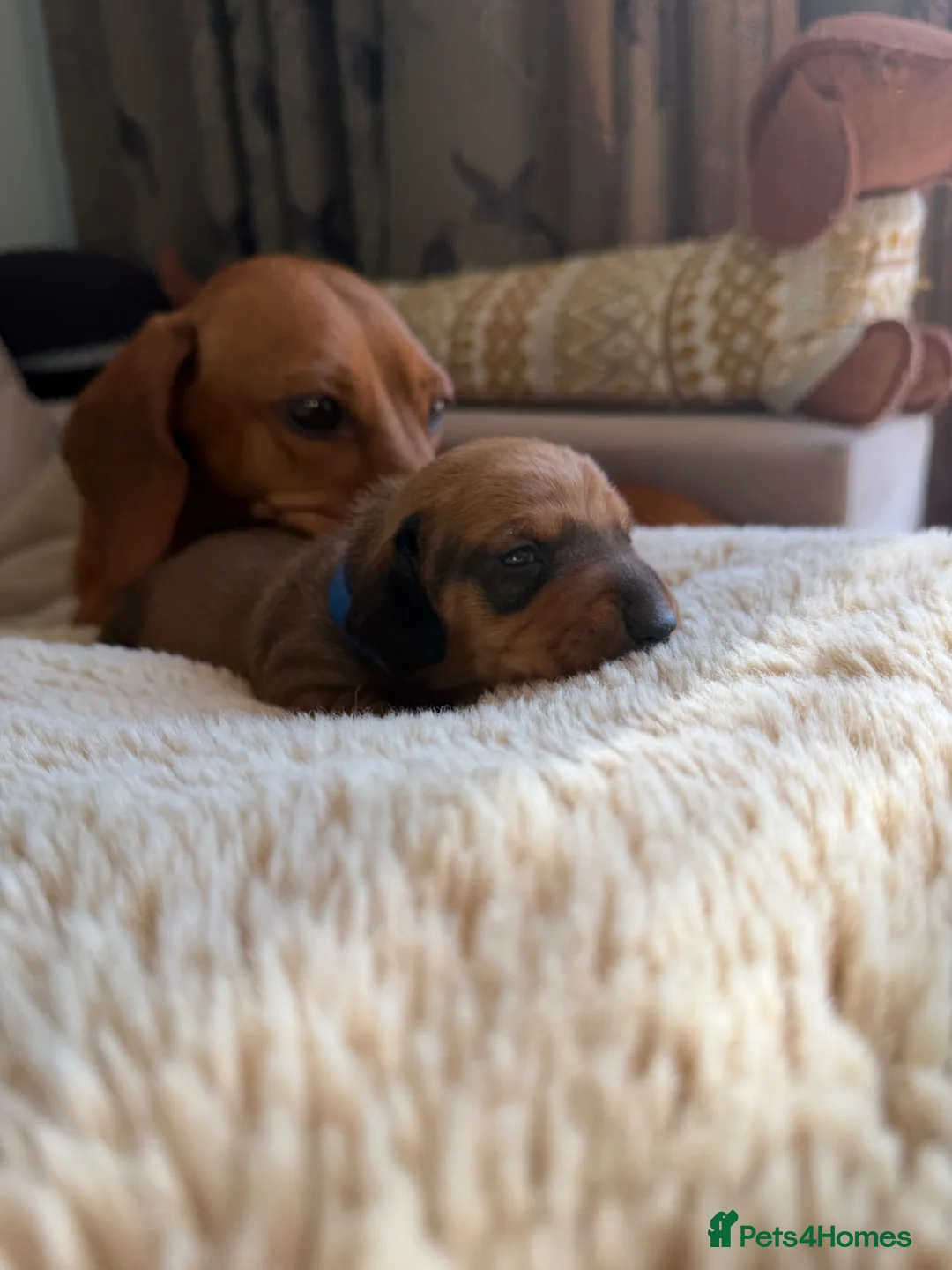 Miniature Dachshund dogs for sale: Last one KCreg Miniature dachshunds red&shaded red - Advert 36