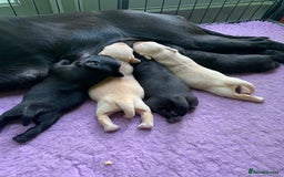 Labrador Retriever dogs for sale: Beautiful Quality Pedigree Labrador Puppies - Image 5