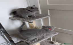 British Shorthair cats for sale: Blue British Shorthair kittens - Image 7