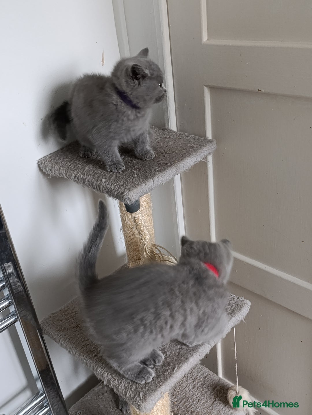 British Shorthair cats for sale: Blue British Shorthair kittens - Image 7