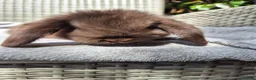 Mini Lop rabbits for sale: Beautiful Mini Lop Baby Bunnies  - Advert 6
