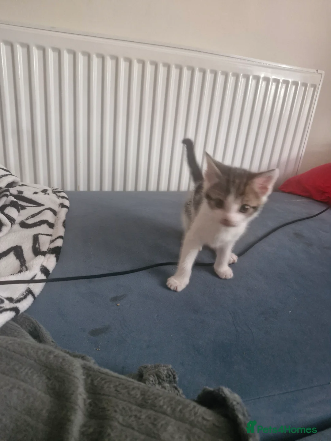 Mixed Breed cats for sale: Kittens for sale - Advert 2