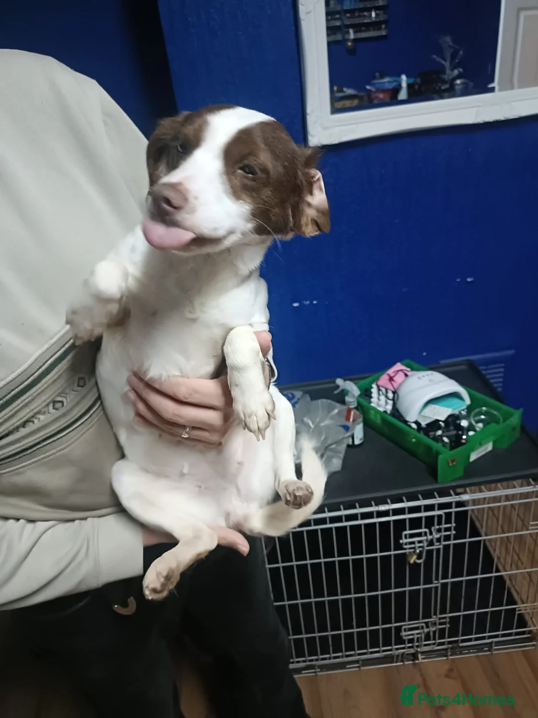 Cocker Spaniel dogs for sale: Cocker spaniel for sale - Advert 3