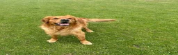Golden Retriever dogs for sale: Beautiful litter of golden retrievers available  - Advert 4